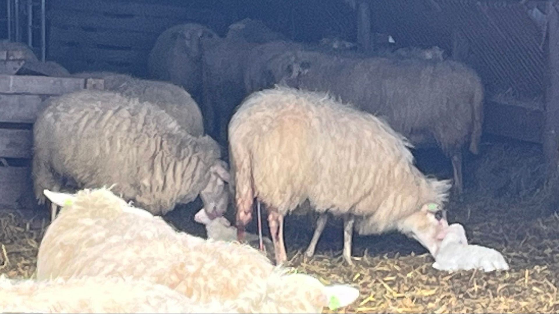 Stichting vrienden van de Edese schaapskudden