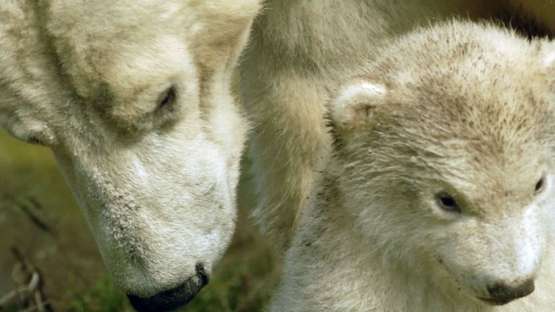 Ouwehands Dierenpark