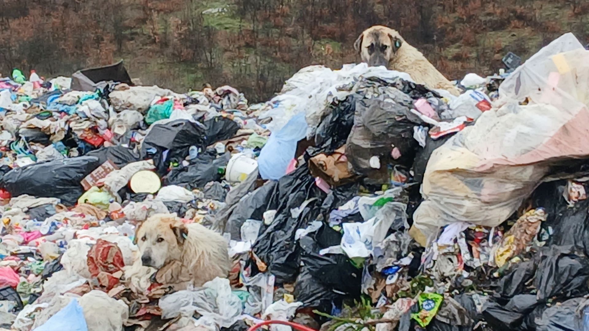 Stichting Animals Kosovo