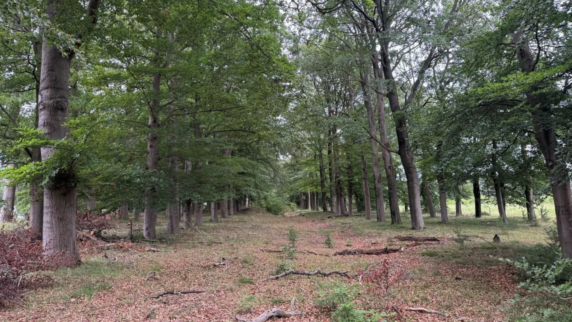 Nationaal Park de Hoge Veluwe
