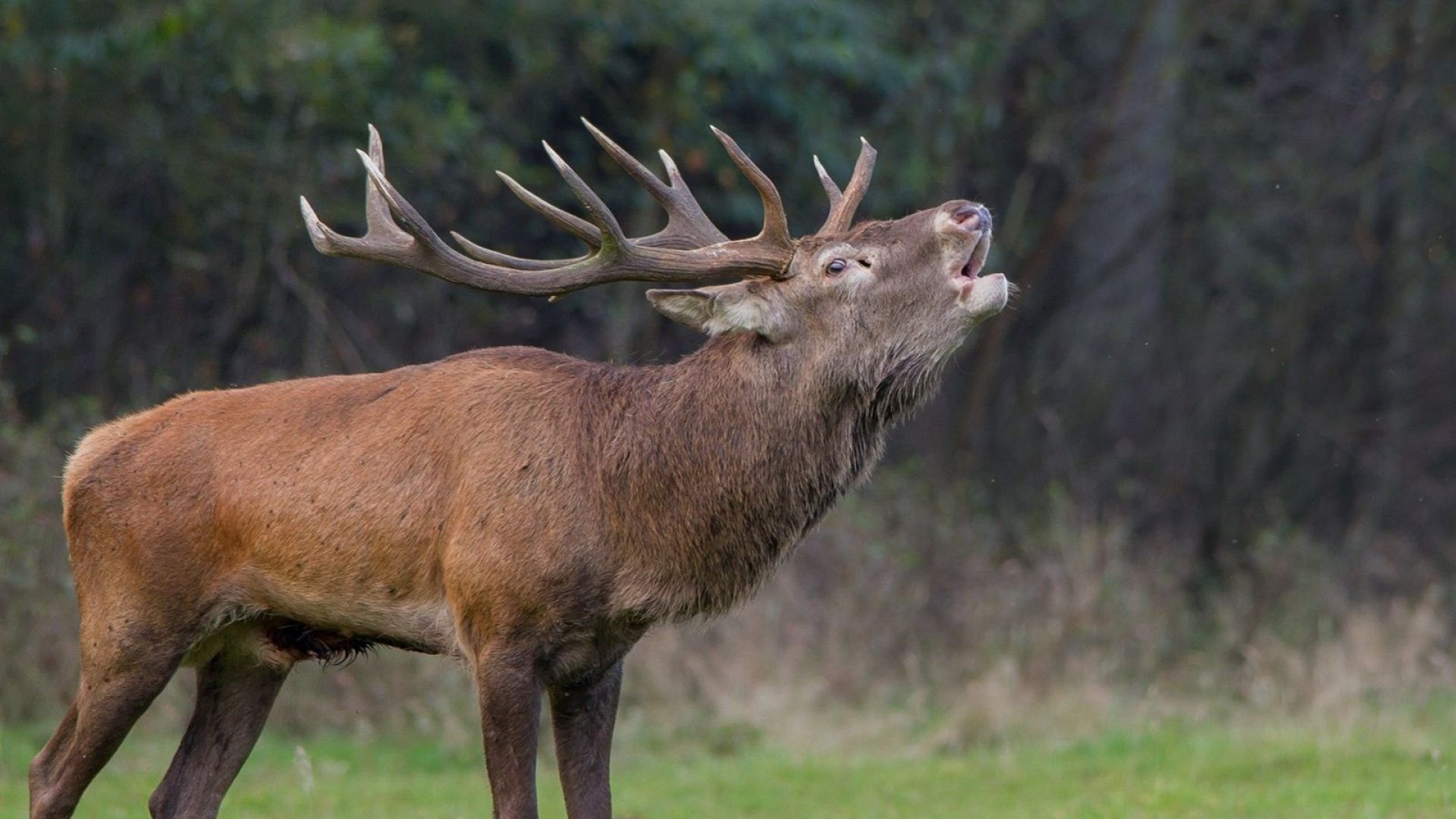 NC Veluwe